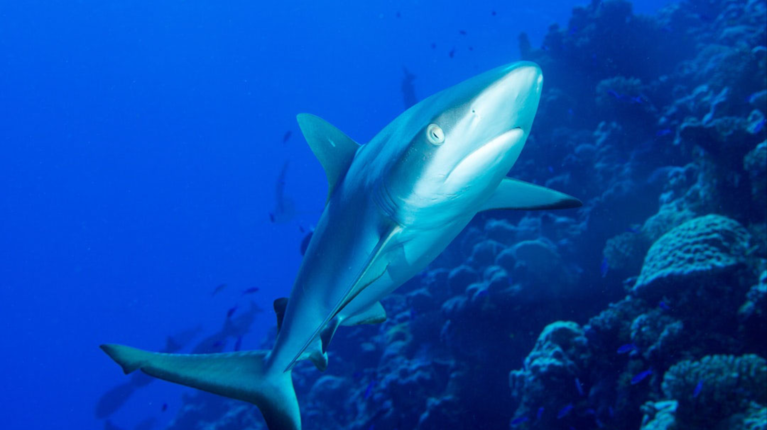 Shades for the Sharks!